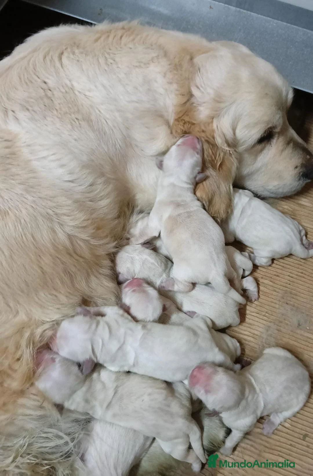 Golden Retriever perros en venta: GOLDEN RETRIEVER IMPRESIONANTES - Anuncio 2
