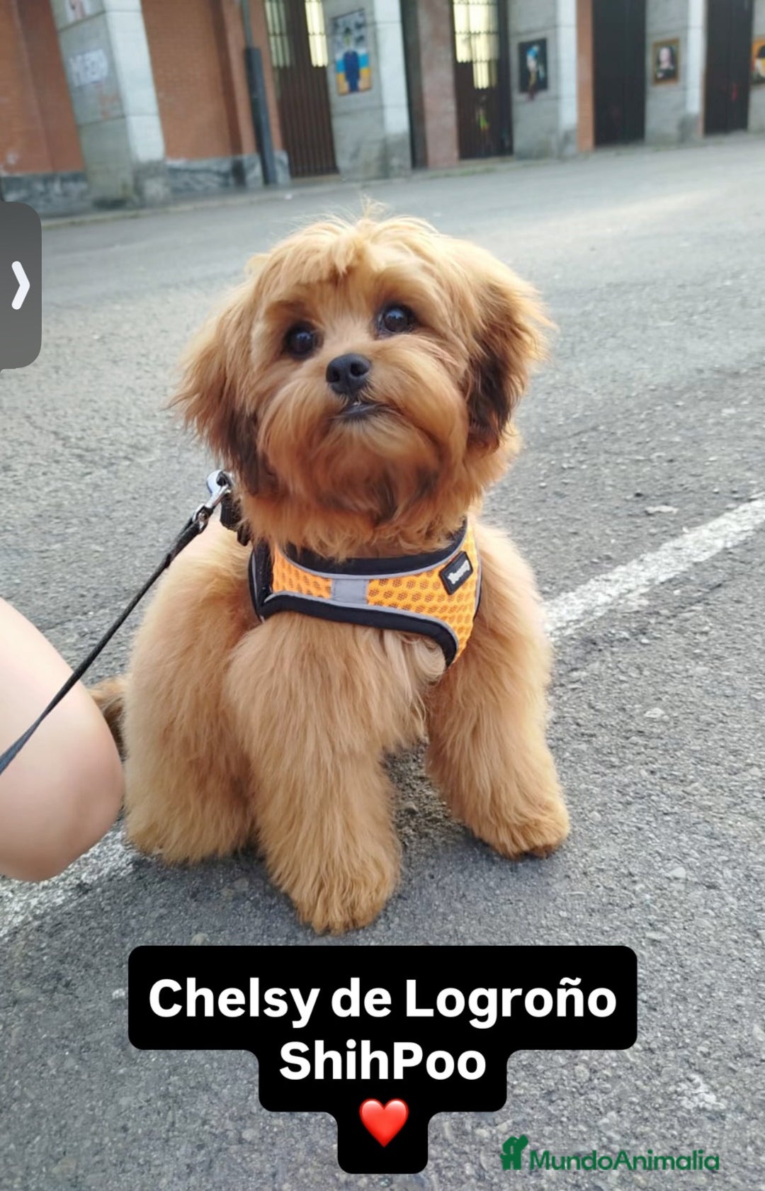 Shihpoo perros en venta: Preciosos Cachorritos  ShihPoo en Villarta - Imagen 2
