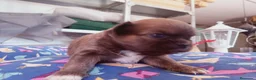 Chihuahua perros en venta: Camada Sopa Chihuahua  - Anuncio 3