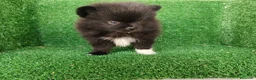 Pomerania perros en venta: pomerania - Anuncio 2
