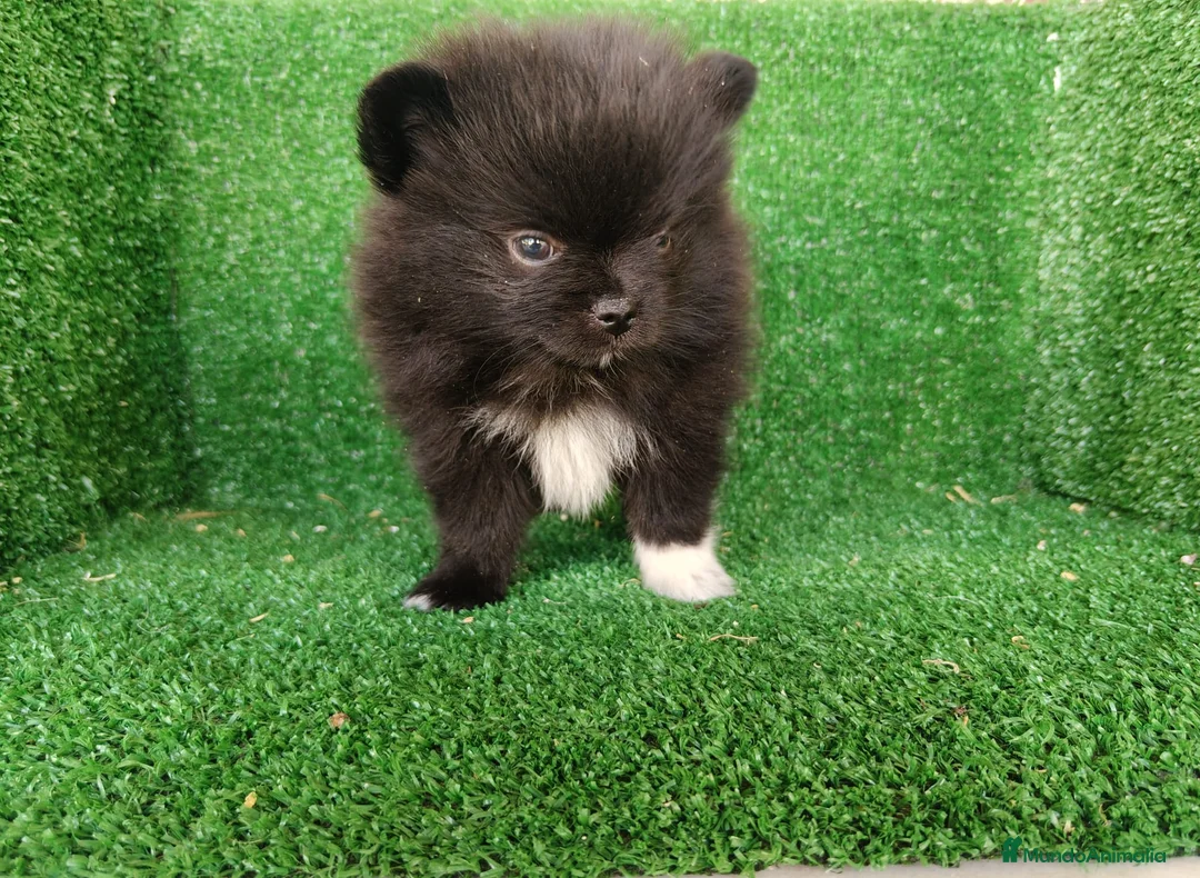 Pomerania perros en venta: pomerania - Anuncio 2