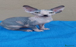 Sphynx gatos en venta: Nueva camada de gatitos sphynx  - Imagen 11