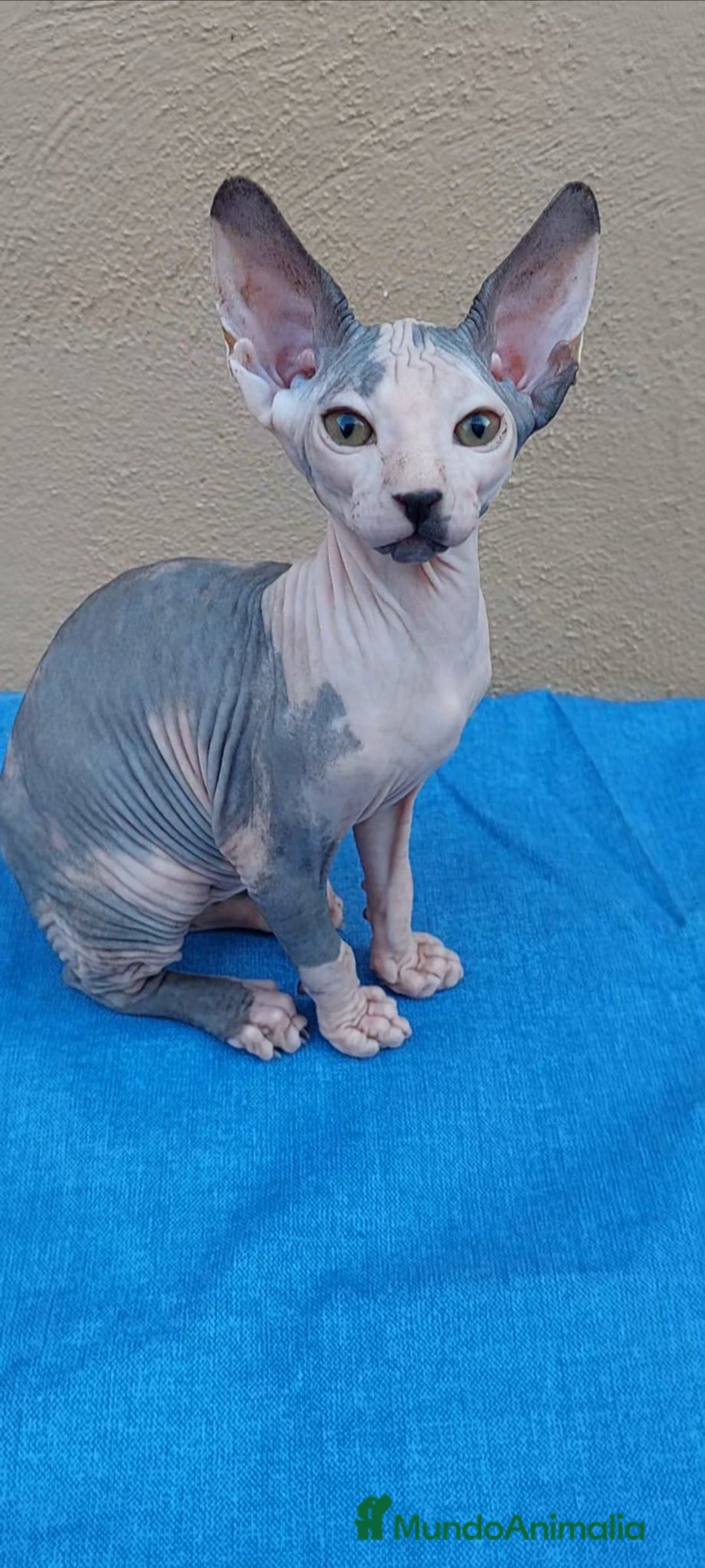 Sphynx gatos en venta: Nueva camada de gatitos sphynx  - Imagen 11