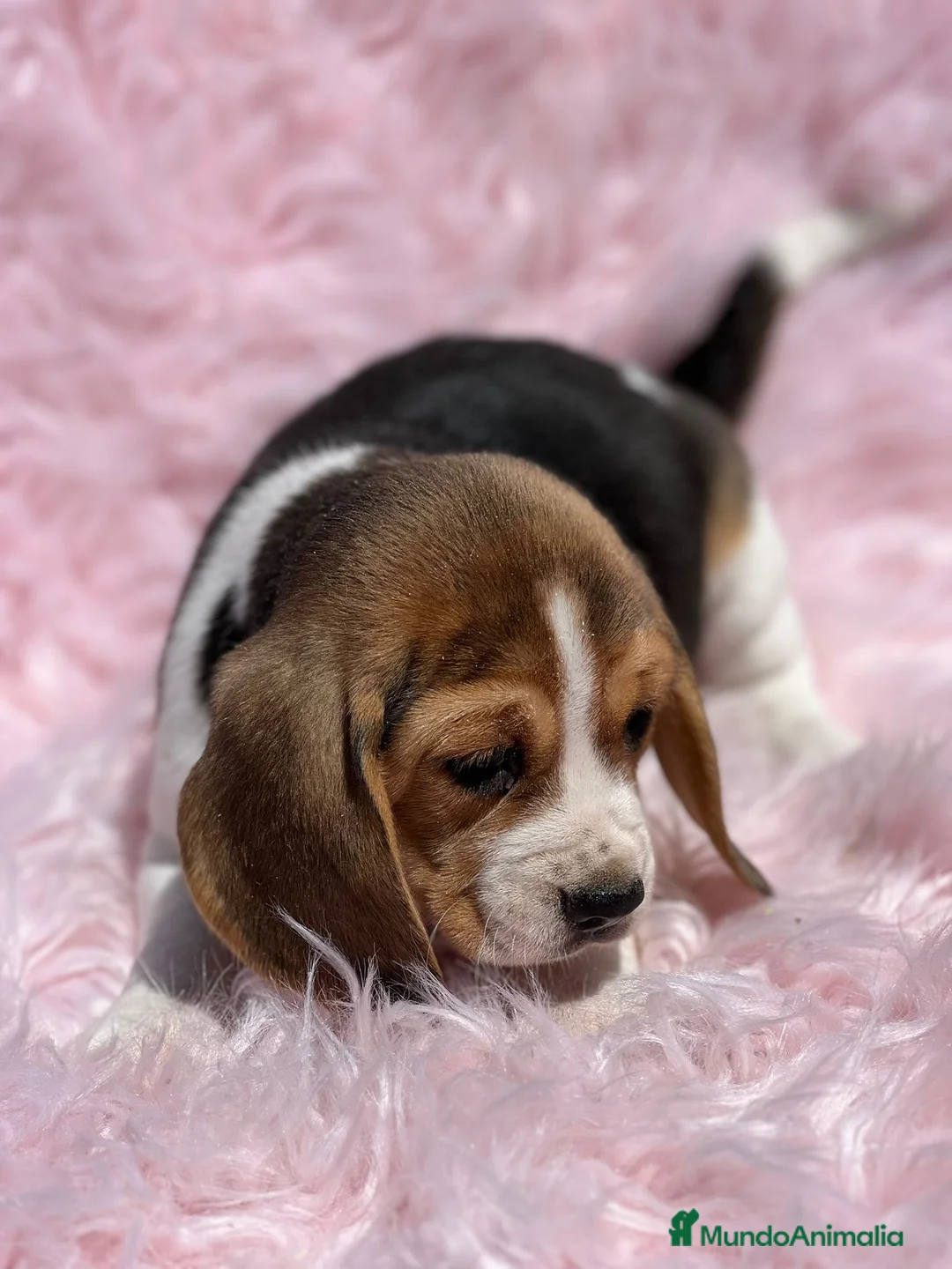 Beagle perros en venta: Beagle tricolor  en Barcelona - Anuncio 5
