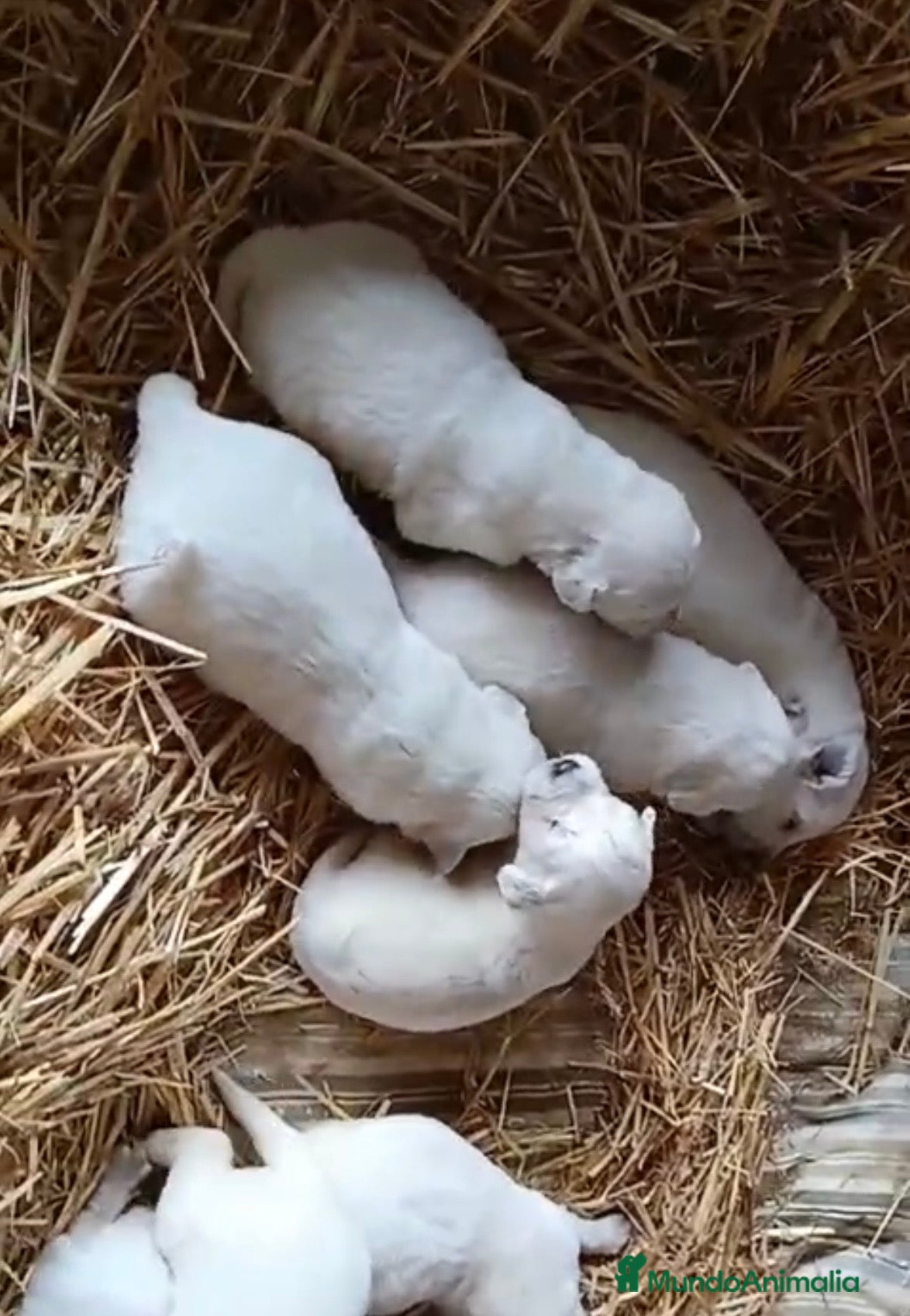 Golden Retriever perros Golden retriever macho y hembra - Anuncio 1