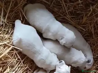 Golden Retriever perros Golden retriever macho y hembra - Anuncio 1