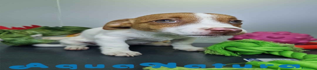 Jack Russell Terrier 
