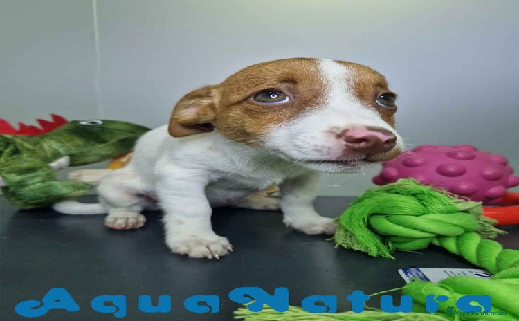Jack Russell Terrier perros - Anuncio 2