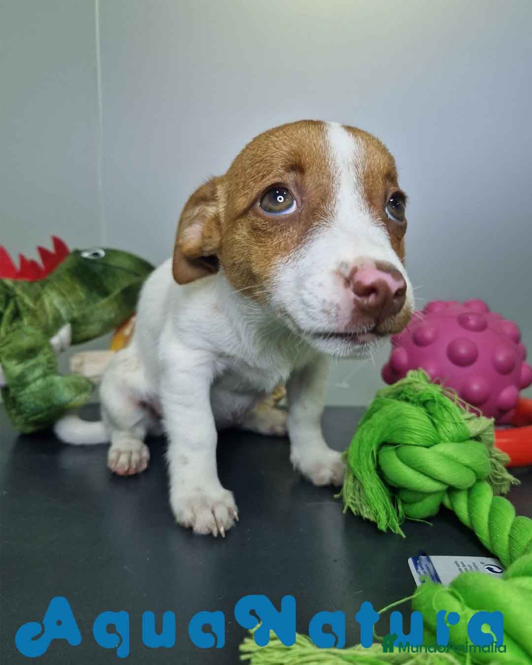 Jack Russell Terrier perros en venta: Jack Russel Hembra JMU 7731 AQUANATURA - Imagen 1
