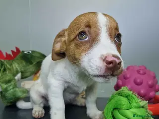 Jack Russell Terrier perros Jack Russel Hembra JMU 7731 AQUANATURA - Anuncio 15