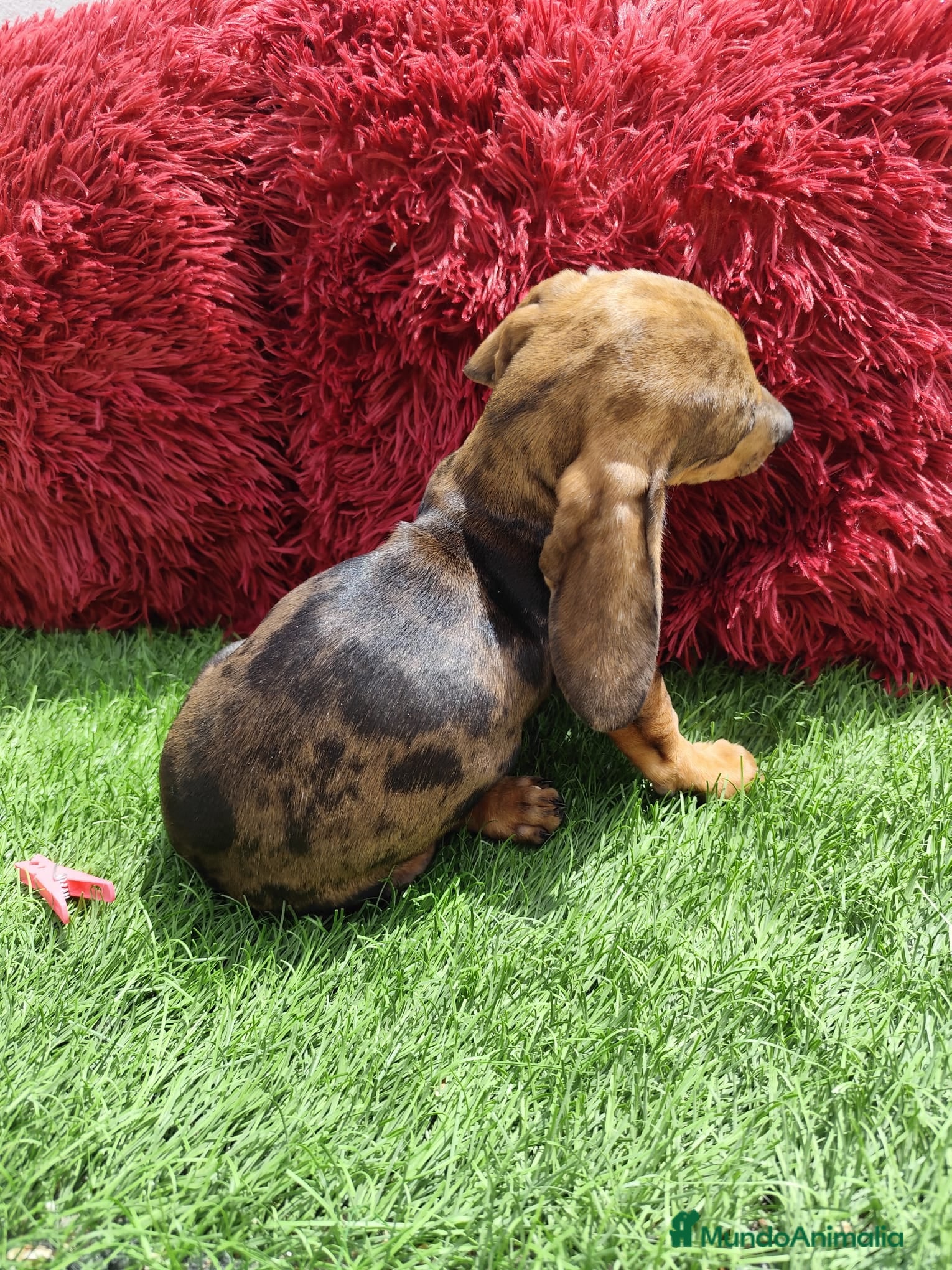 Teckel Miniatura perros en venta: Teckel Miniatura merle en Alicante - Anuncio 3