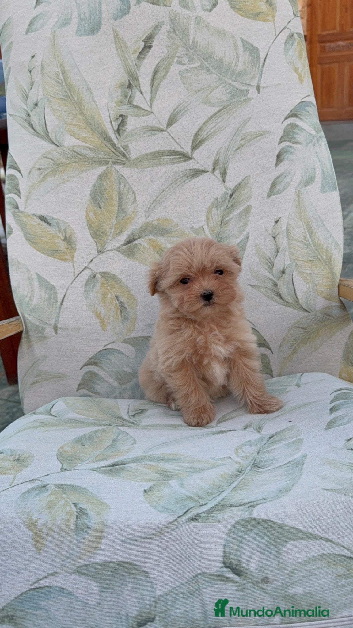 Maltipoo perros Excelentes cachorras de maltipoo - Anuncio 1