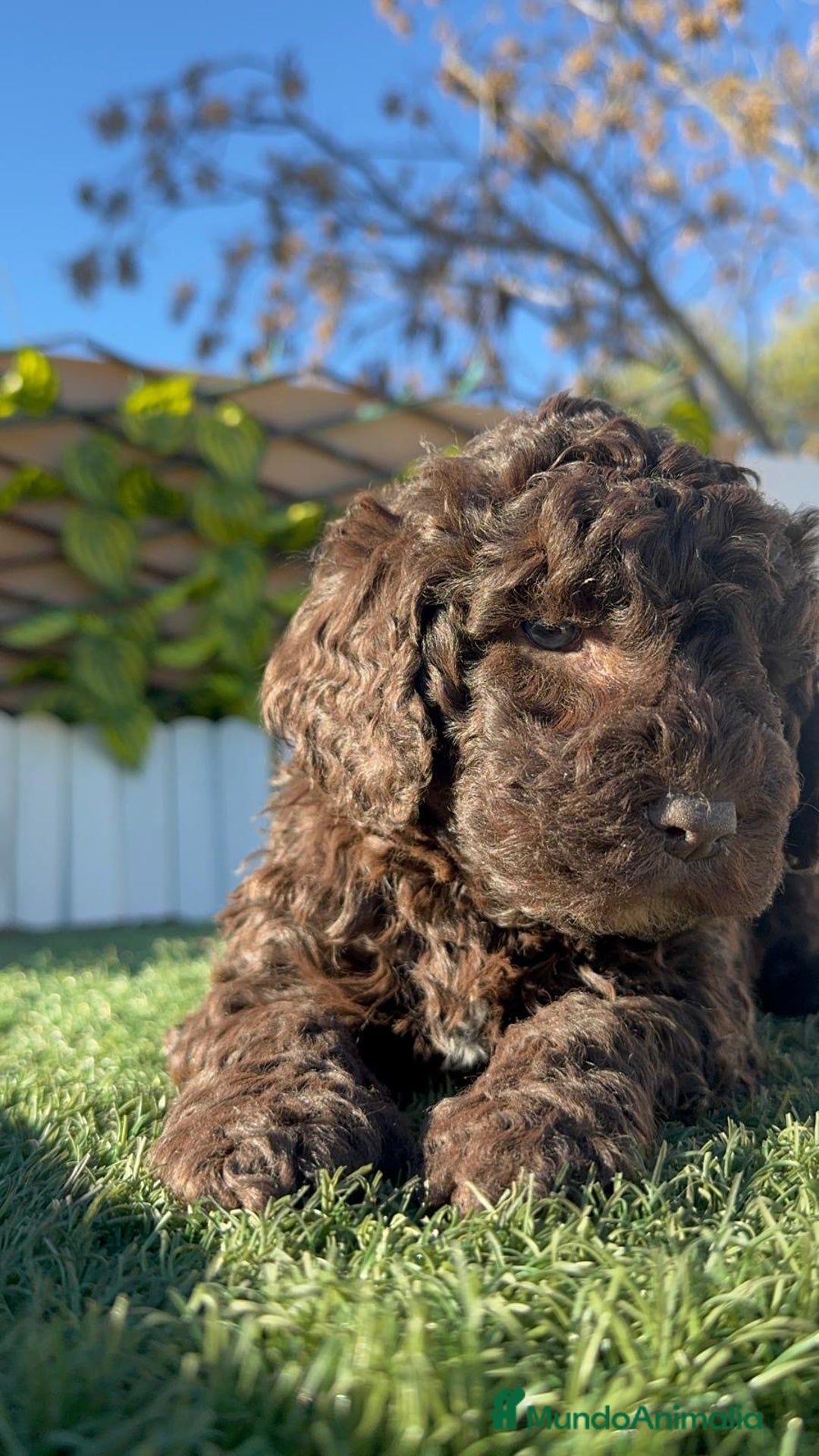 Perro de Agua Español perros en venta: PERRO DE AGUA ESPAÑOL - Anuncio 21