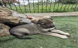 Perro Lobo Checoslovaco perros en venta: Perro lobo herreño  - Imagen 7