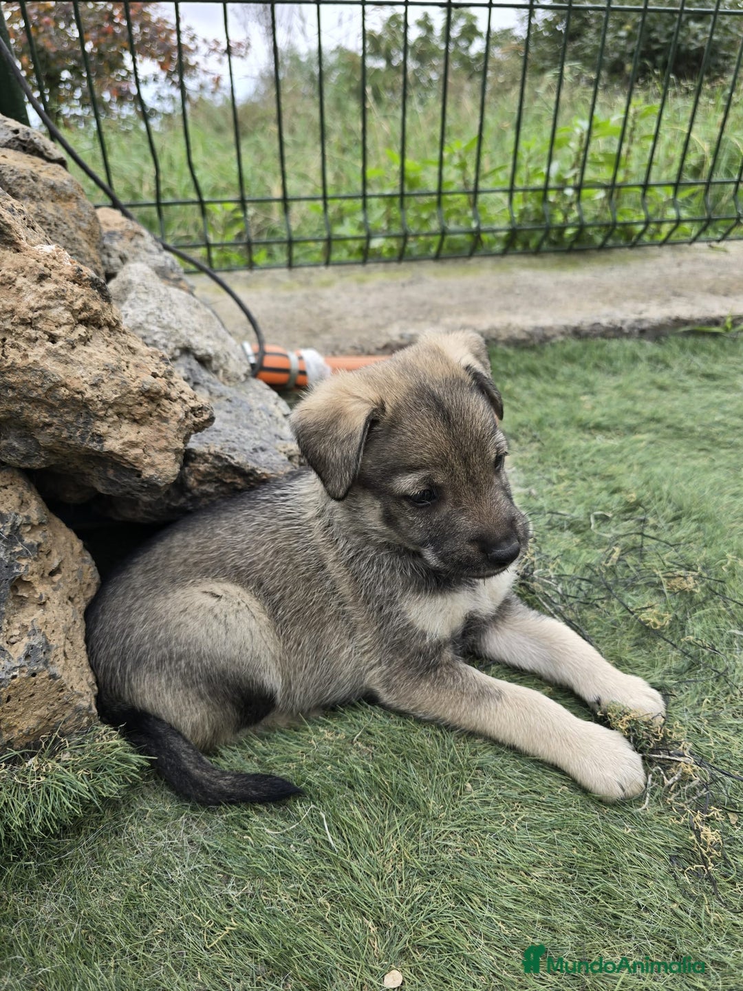 Perro Lobo Checoslovaco perros en venta: Perro lobo herreño  - Imagen 7