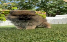 Pomerania perros en venta: POMERANIA MACHO 2 - Imagen 11