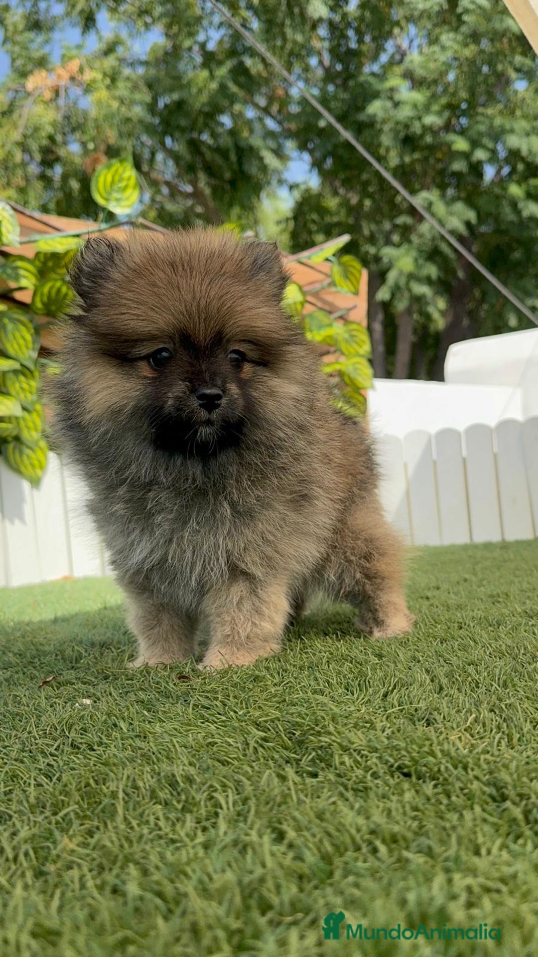 Pomerania perros en venta: POMERANIA MACHO 2 - Imagen 11