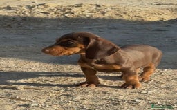 Teckel perros en venta: Macho de teke kaninchen  - Imagen 2