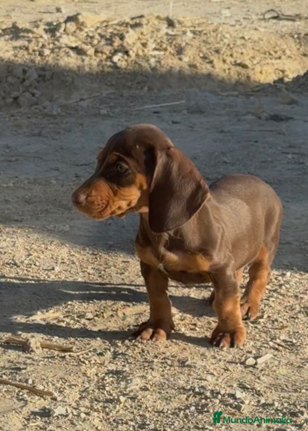 Teckel perros en venta: Macho de teke kaninchen  - Imagen 2