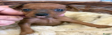 Pinscher Miniatura 1