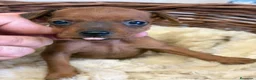 Pinscher Miniatura perros en venta: MINI PINSCHER - Anuncio 3