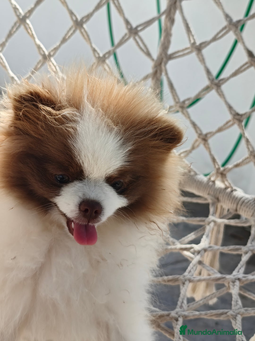 Pomerania perros en venta: Pomerania hembra excelente pedigree  - Imagen 2