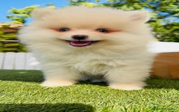 Pomerania perros en venta: POMERANIA MACHO - Imagen 12