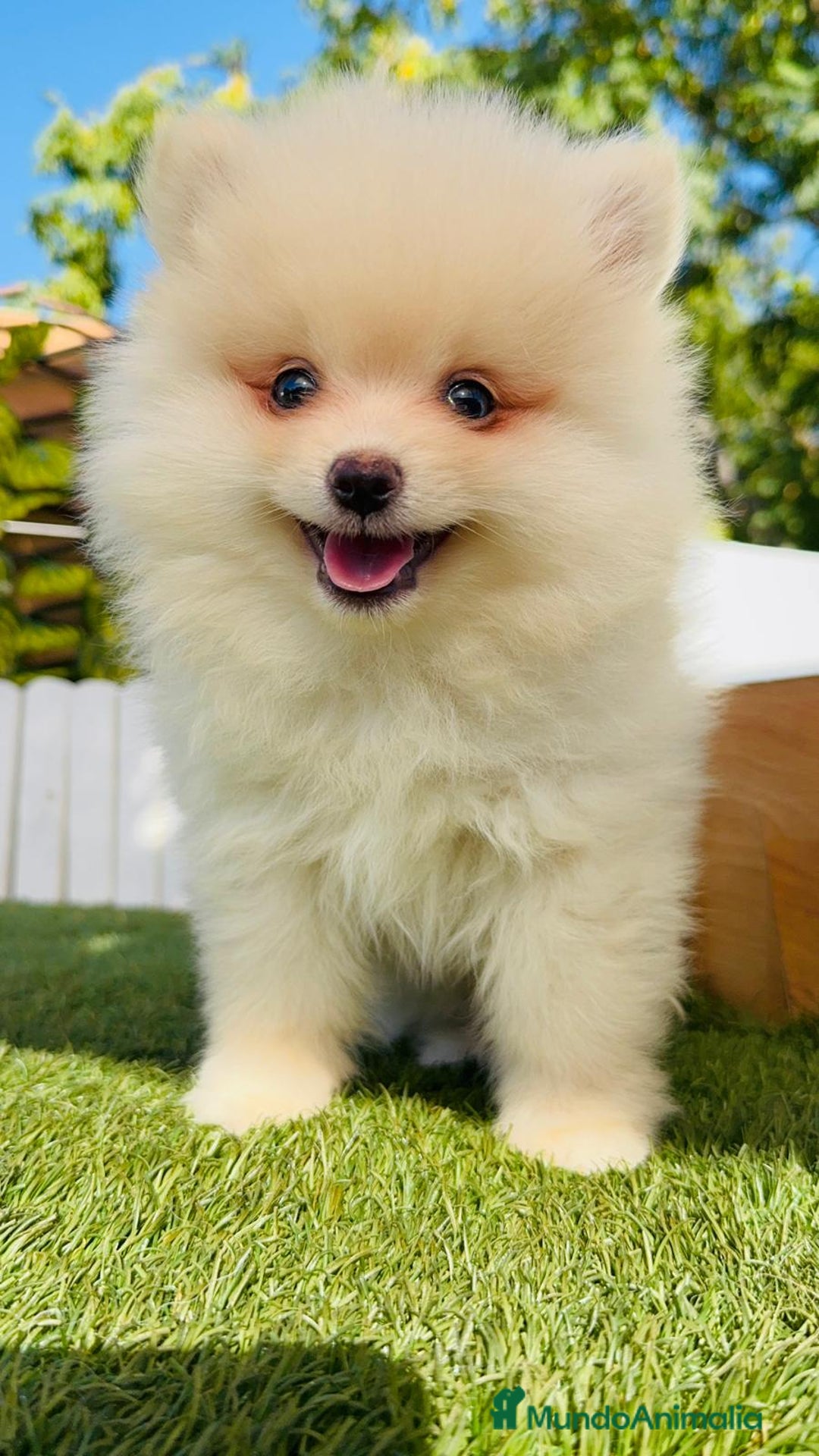 Pomerania perros en venta: POMERANIA MACHO - Imagen 12