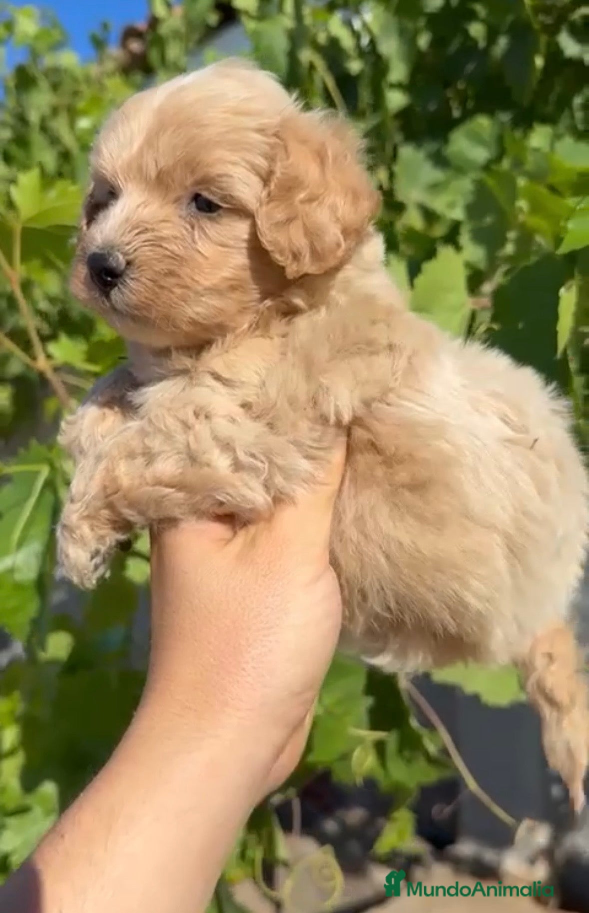 Maltipoo perros Maltipoo🐶🐾NO TE QUEDEN SIN EL!! - Anuncio 1