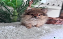 Pomerania perros en venta: POMERANIA HEMBRA MUY PEQUEÑITA - Imagen 8