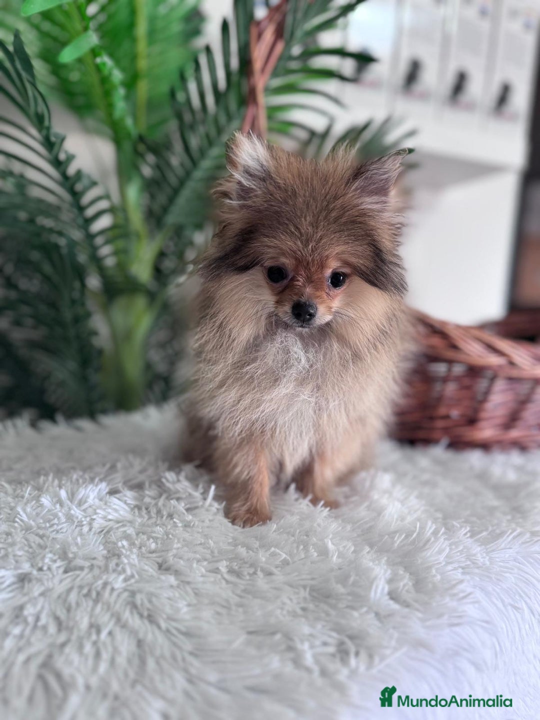 Pomerania perros en venta: POMERANIA HEMBRA MUY PEQUEÑITA - Imagen 8