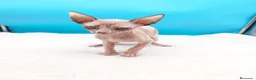 Sphynx gatos en venta: Preciosa hembrita ojos azules  - Anuncio 4