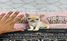 Chihuahua perros en venta: 🌸 Exclusiva Chihuahua Miniatura 🥇 - Imagen 3