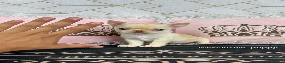 Chihuahua Cachorro 2