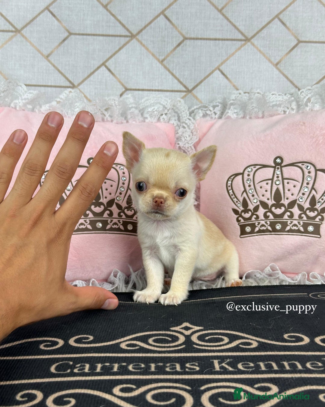 Chihuahua perros en venta: 🌸 Exclusiva Chihuahua Miniatura 🥇 - Imagen 3
