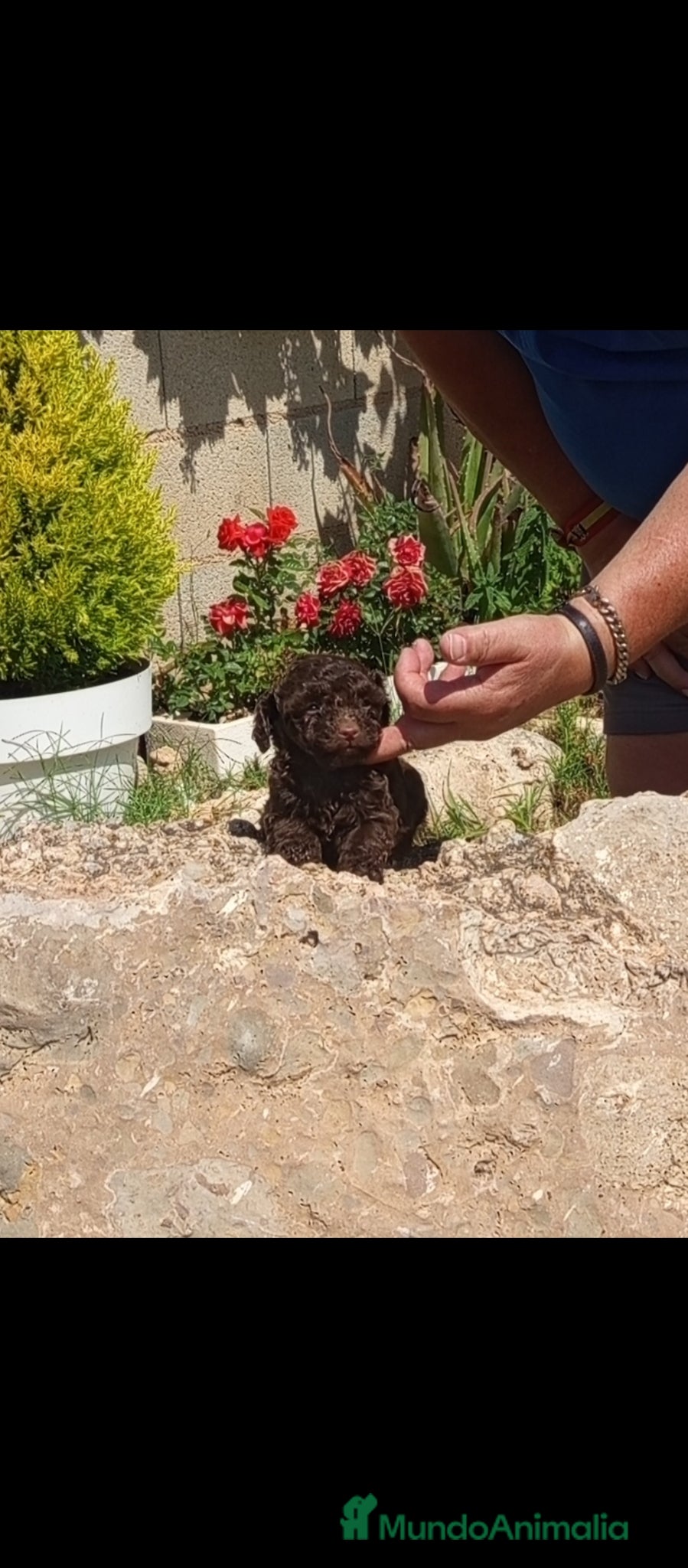 Caniche Toy perros Cachorritos de caniche toy chocolate muy pequeño  - Anuncio 29