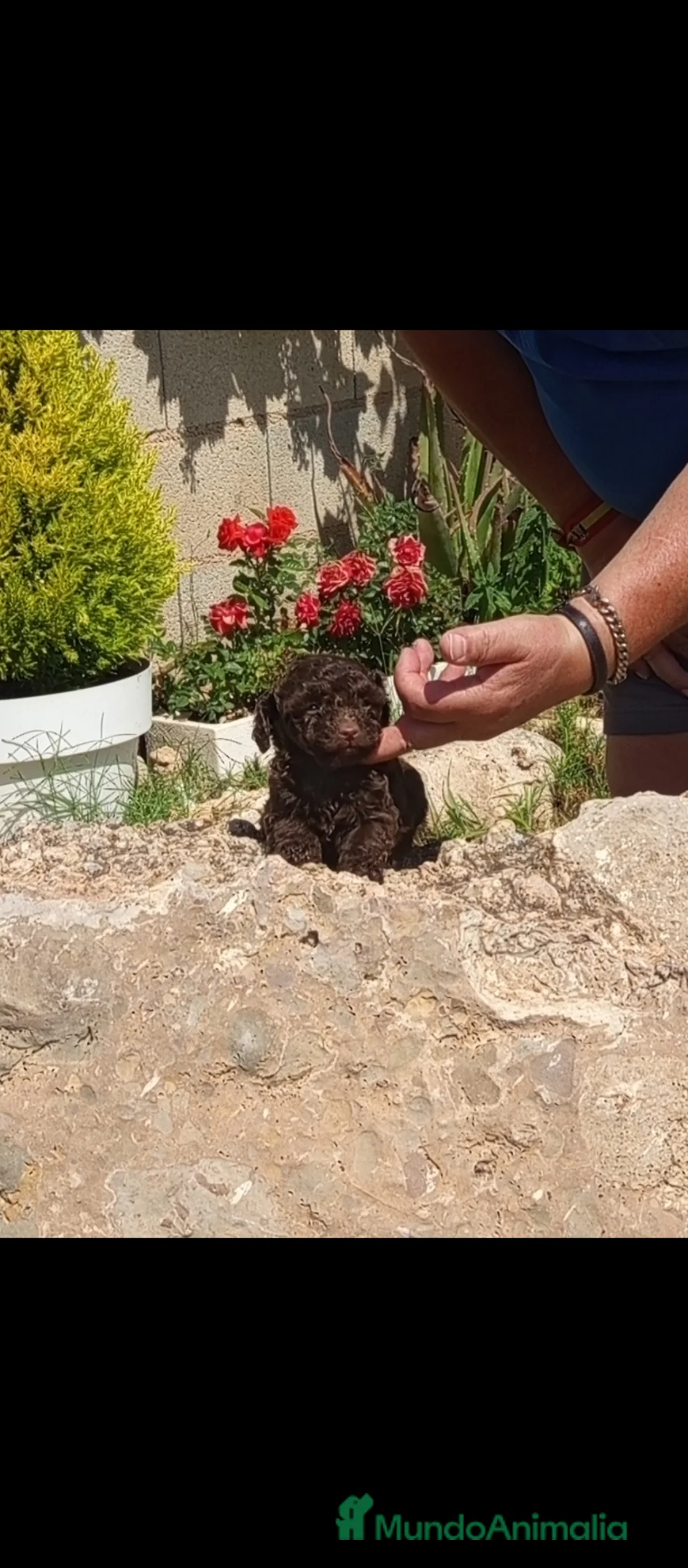 Caniche Toy perros en venta: Cachorritos de caniche toy chocolate muy pequeño  - Anuncio 1