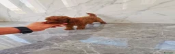 Caniche Toy perros en venta: DISPONIBLE CANICHE TOY MACHO  - Anuncio 2