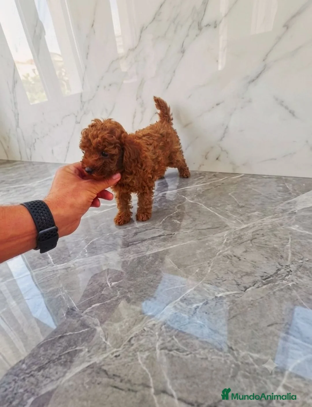 Caniche Toy perros en venta: DISPONIBLE CANICHE TOY MACHO  - Anuncio 2
