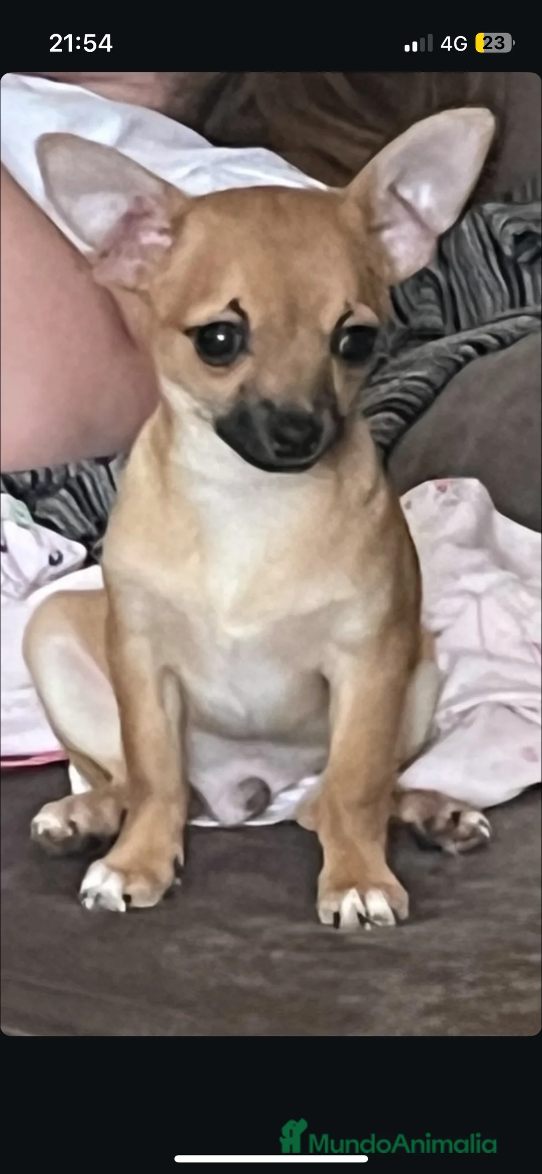 Chihuahua perros en venta: Chihuahua  - Anuncio 3