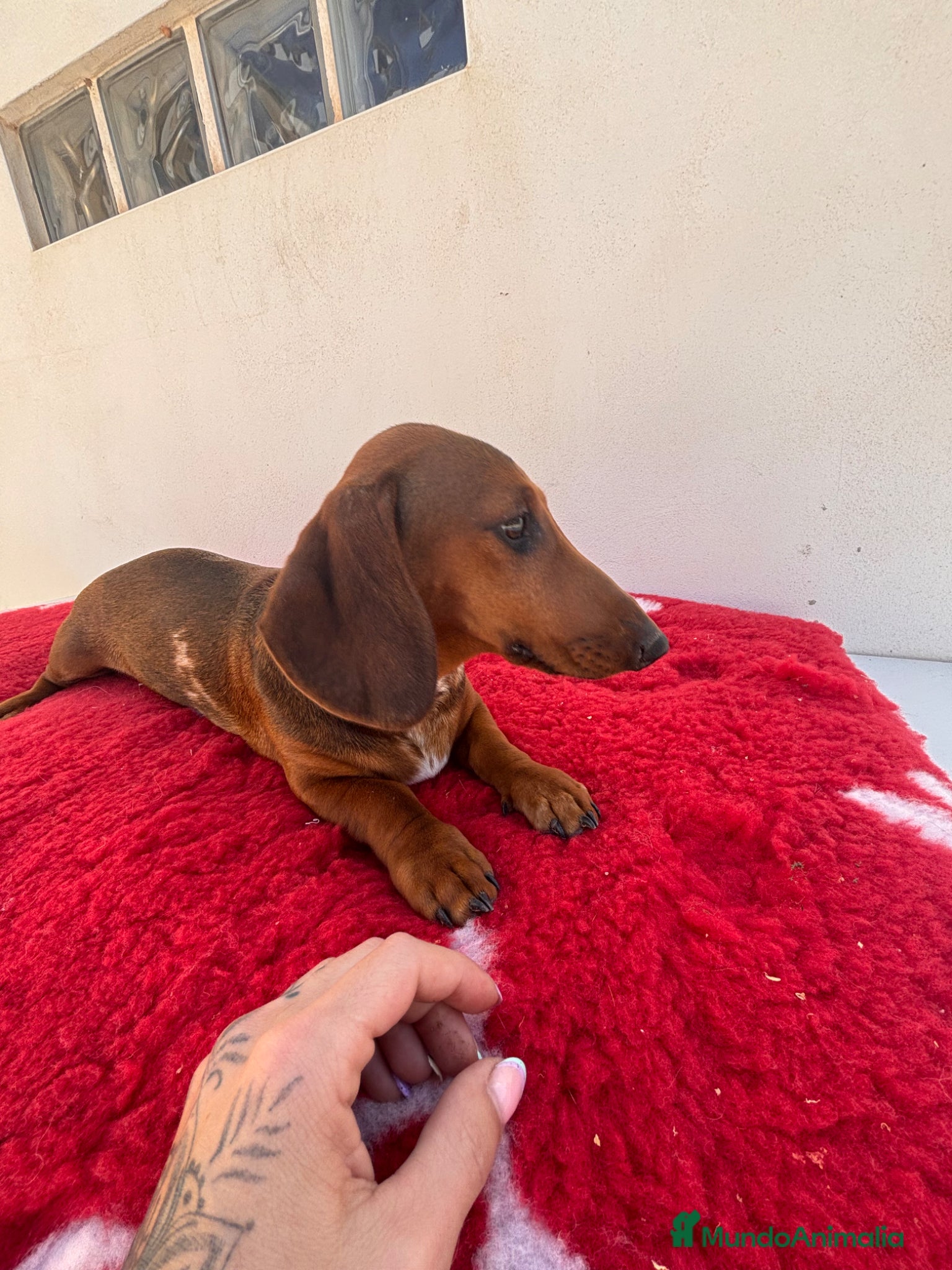 Teckel Miniatura perros CACHORROS DE TECKEL MINI ARLEQUÍN ROJO - Anuncio 1