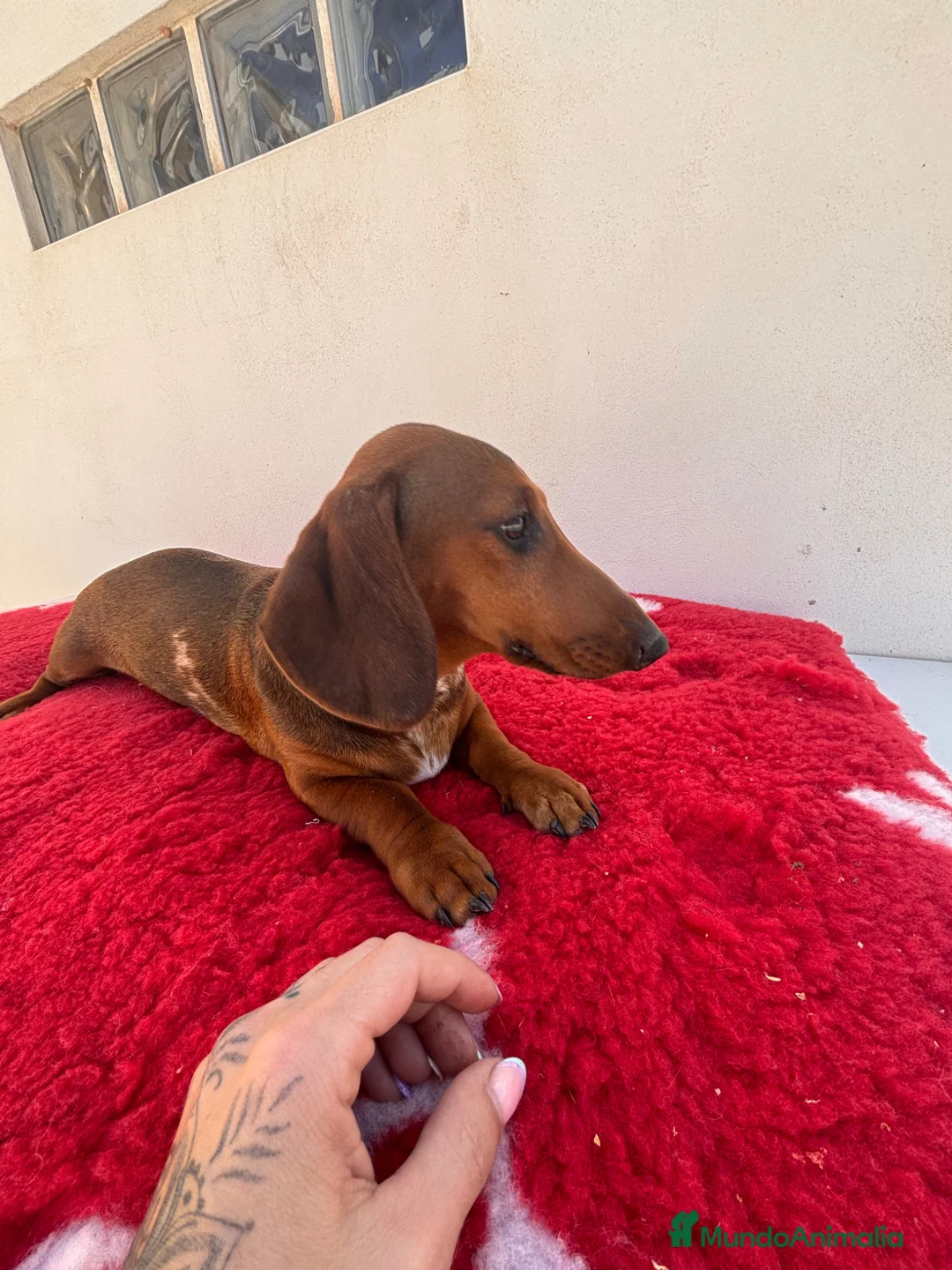 Teckel Miniatura perros en venta: CACHORROS DE TECKEL MINI ARLEQUÍN ROJO - Anuncio 1