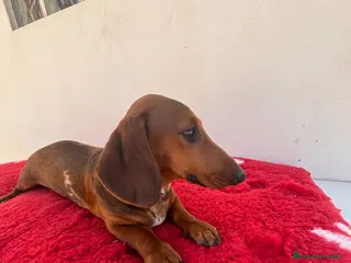 Teckel Miniatura perros CACHORROS DE TECKEL MINI ARLEQUÍN ROJO - Anuncio 1