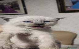 Siamés gatos en venta: Siames  - Imagen 4
