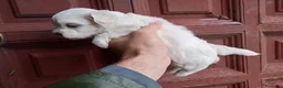 Bichón Maltés perros en venta: Bichón maltes  - Anuncio 1