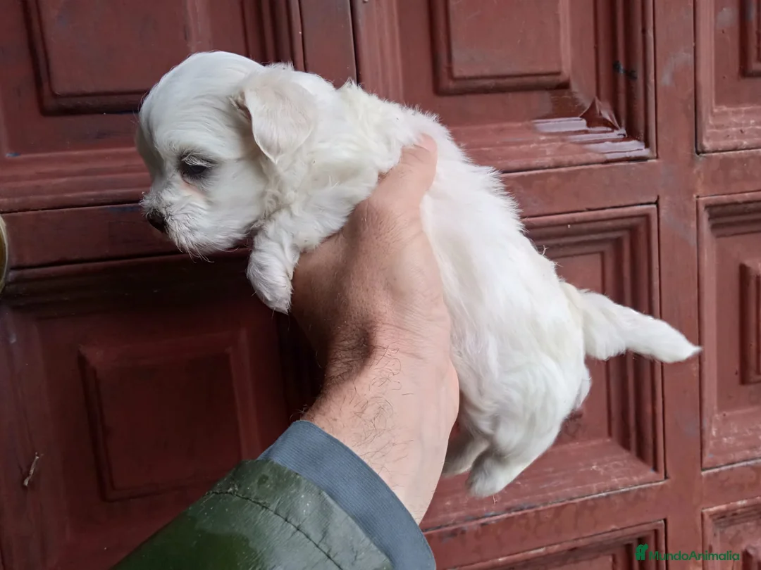 Bichón Maltés perros en venta: Bichón maltes  - Anuncio 1