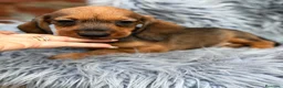Teckel Miniatura perros en venta: TECKEL MINIATURA PELO DURO - Anuncio 6