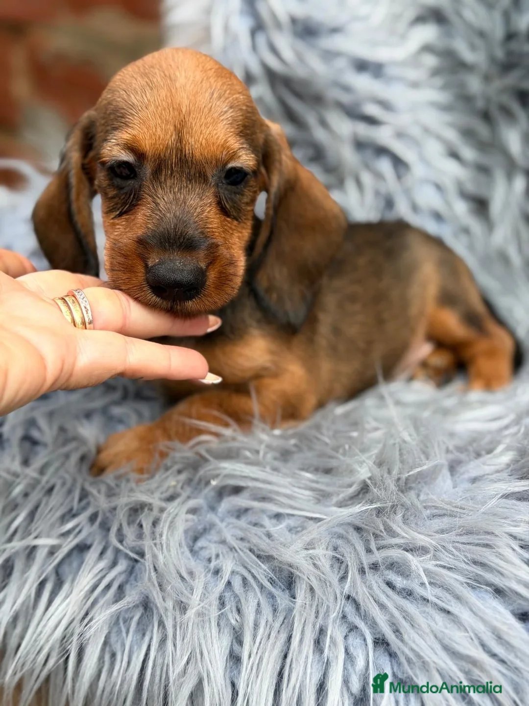 Teckel Miniatura perros en venta: TECKEL MINIATURA PELO DURO - Anuncio 6