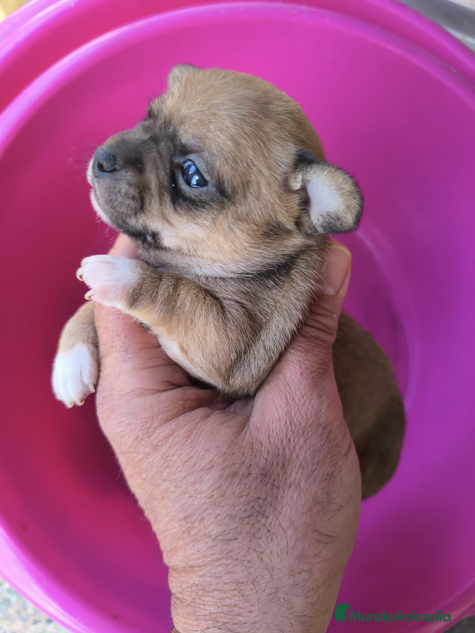 Chihuahua perros Chihuahuas tea cup Exclusivos - Anuncio 5