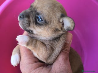 Chihuahua perros Chihuahuas tea cup Exclusivos - Anuncio 1